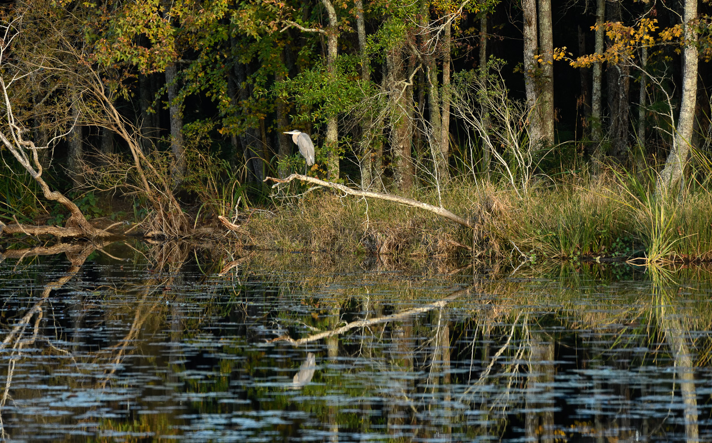 South Carolina [400 mm, 1/500 Sek. bei f / 8.0, ISO 2500]